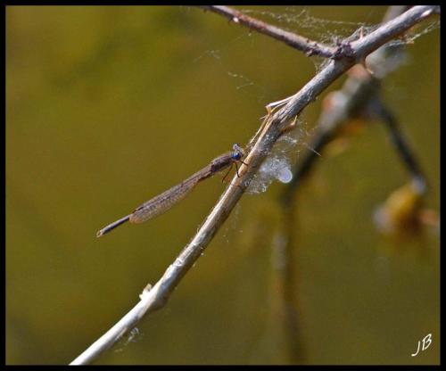 Sympecma fusca